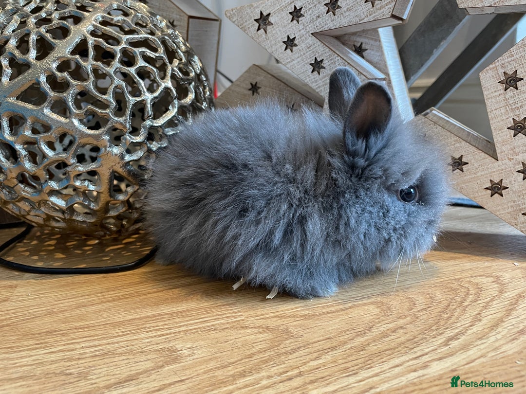 Lionhead rabbits for sale: 2 double mane lion heads  for sale  - Image 10