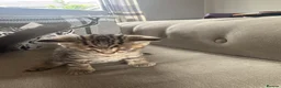 British Shorthair cats for sale: British Shorthair X Tabby Kittens - Advert 5