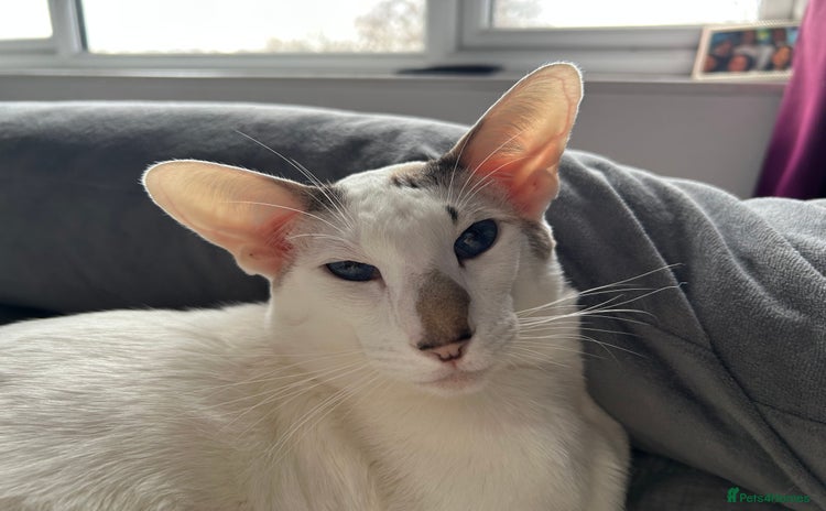 Oriental cats - Advert 1