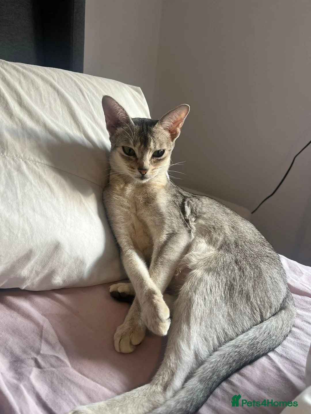 Abyssinian cats for sale: GCCF-registered usual silver Abyssinian kitten - Advert 18