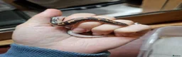 Boa Snake reptiles for sale: Baby Sand Boas Available (mix of morphs) - Advert 7