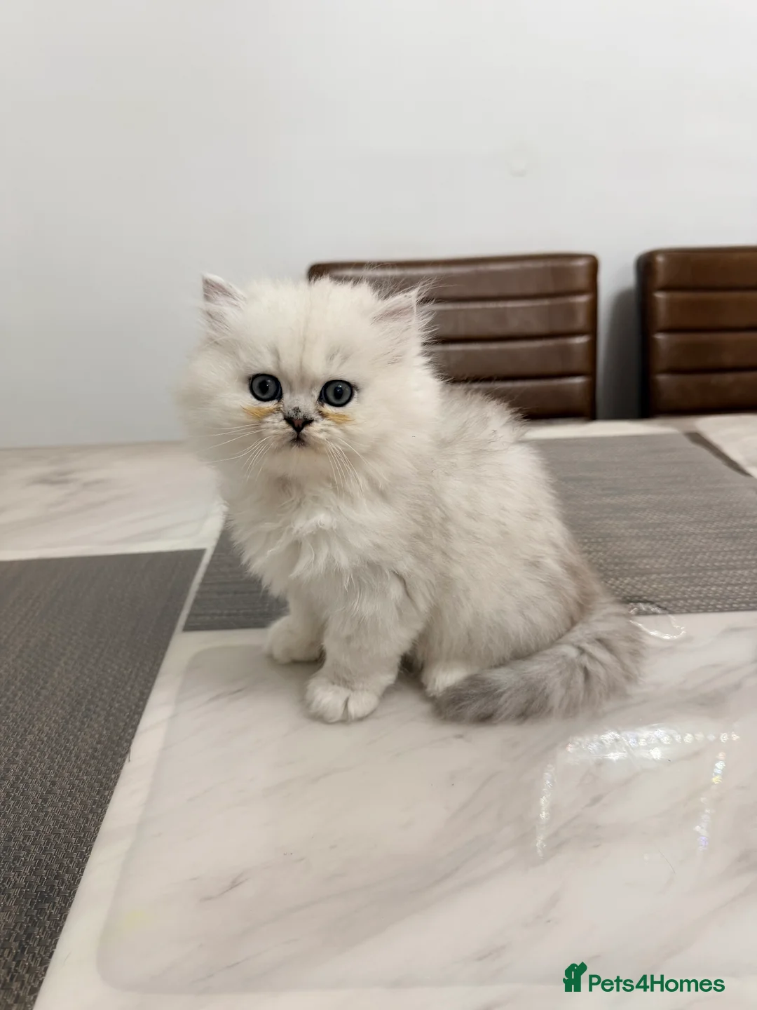 Persian cats for sale: 1 female Persian chinchilla  - Advert 4