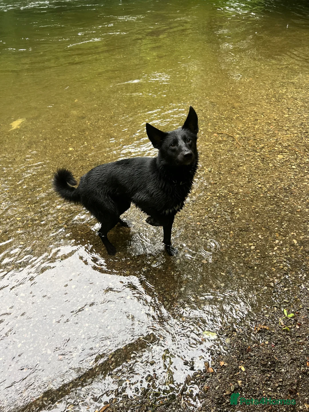 Mixed Breed dogs for sale: Koba  in Windermere - Advert 2