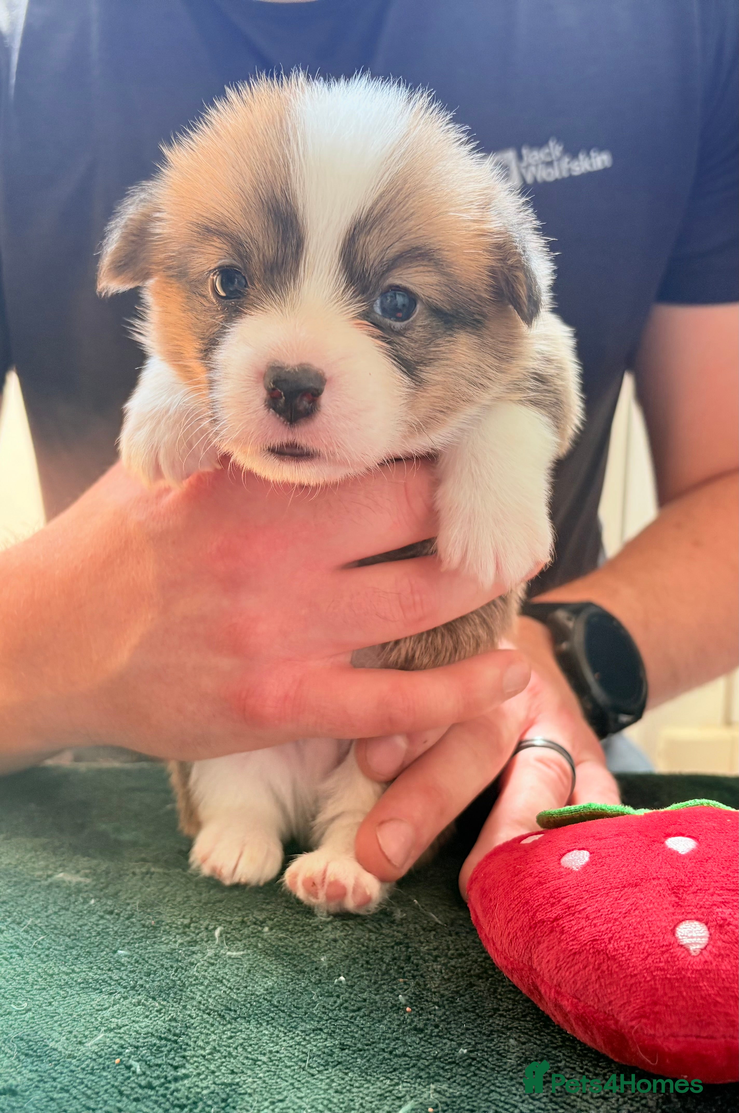 Welsh Corgi Pembroke dogs Welsh corgi (Pembroke) puppies - Advert 2