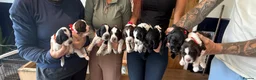 Sprocker dogs for sale: Working sproker spaniel pups  - Advert 3