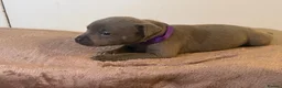 Staffordshire Bull Terrier dogs for sale: 🐾 Gorgeous Blue Staffordshire Bull Terriers Pups  - Advert 20