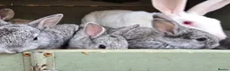 Mixed Breed rabbits for sale: A few breeds and age of rabbits  - Advert 3