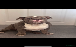 English Bulldog dogs for sale: Intact male lilac British bulldog - Image 2