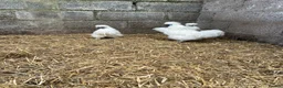 Chickens poultry for sale: Silkie breeding pair  in Cairndow - Advert 8