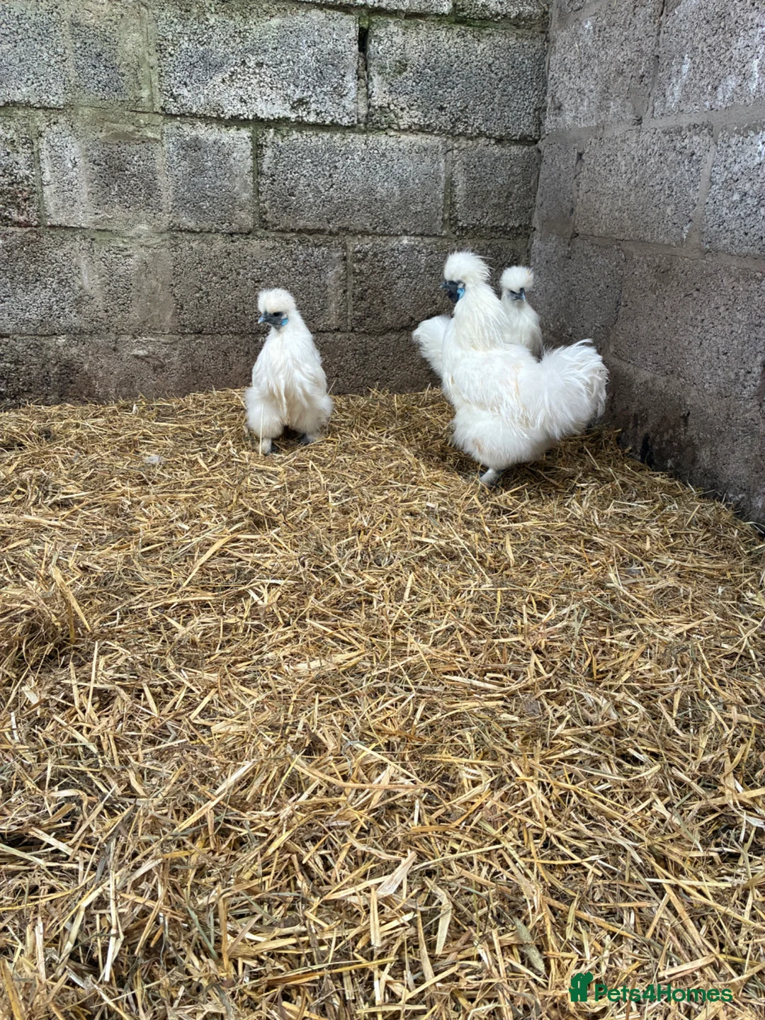 Chickens poultry for sale: Silkie breeding pair  in Cairndow - Advert 8