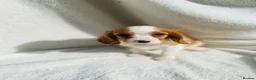 Cavalier King Charles Spaniel dogs for sale: Cavalier King Charles  - Advert 7