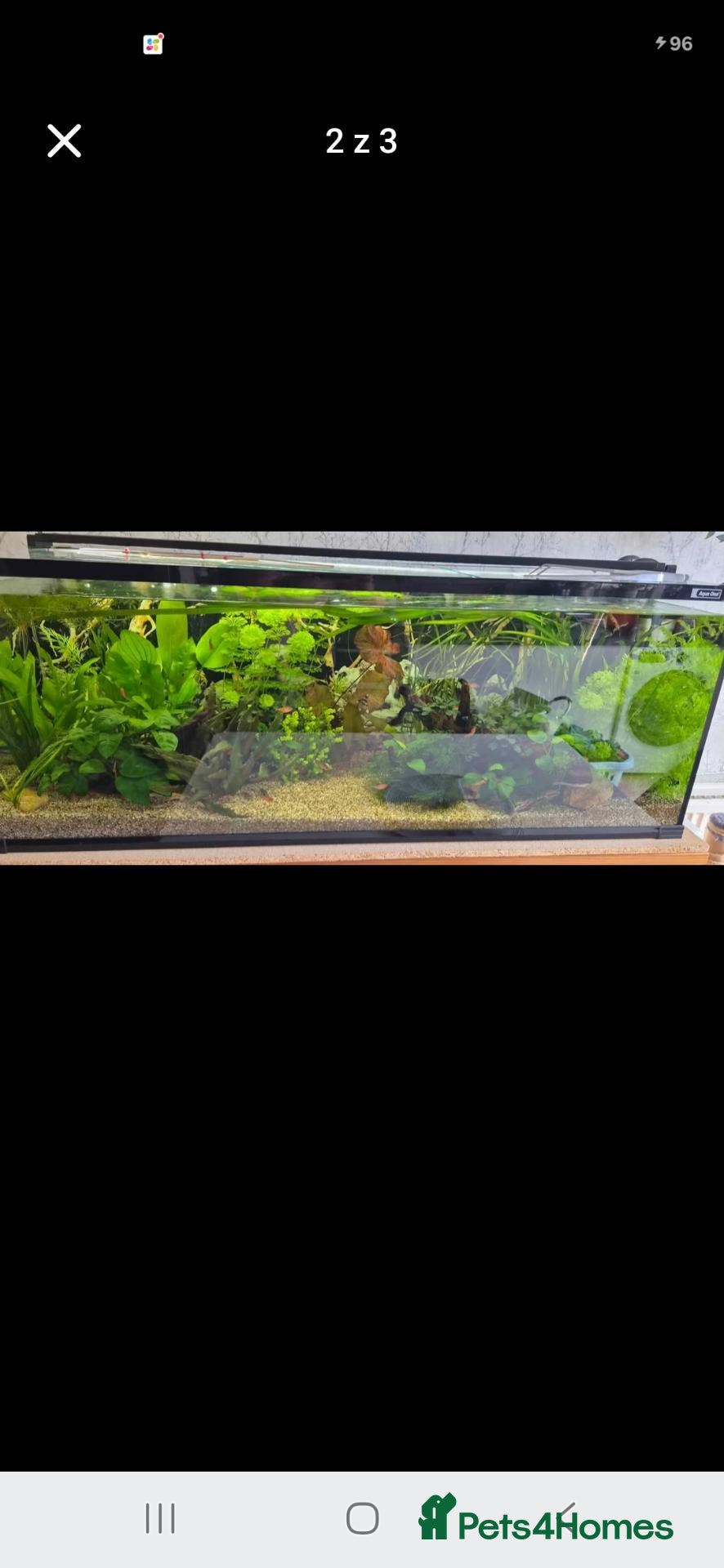 Other/Mixed Breed fish Fish tank - Advert 1