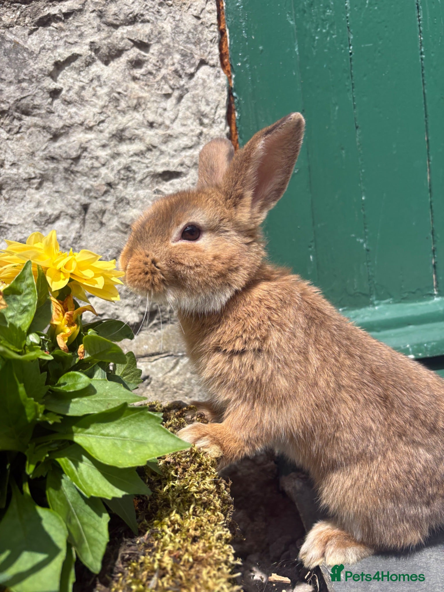 Mini Lop rabbits Beautiful mini lop cross Netherland dwarf - Advert 9