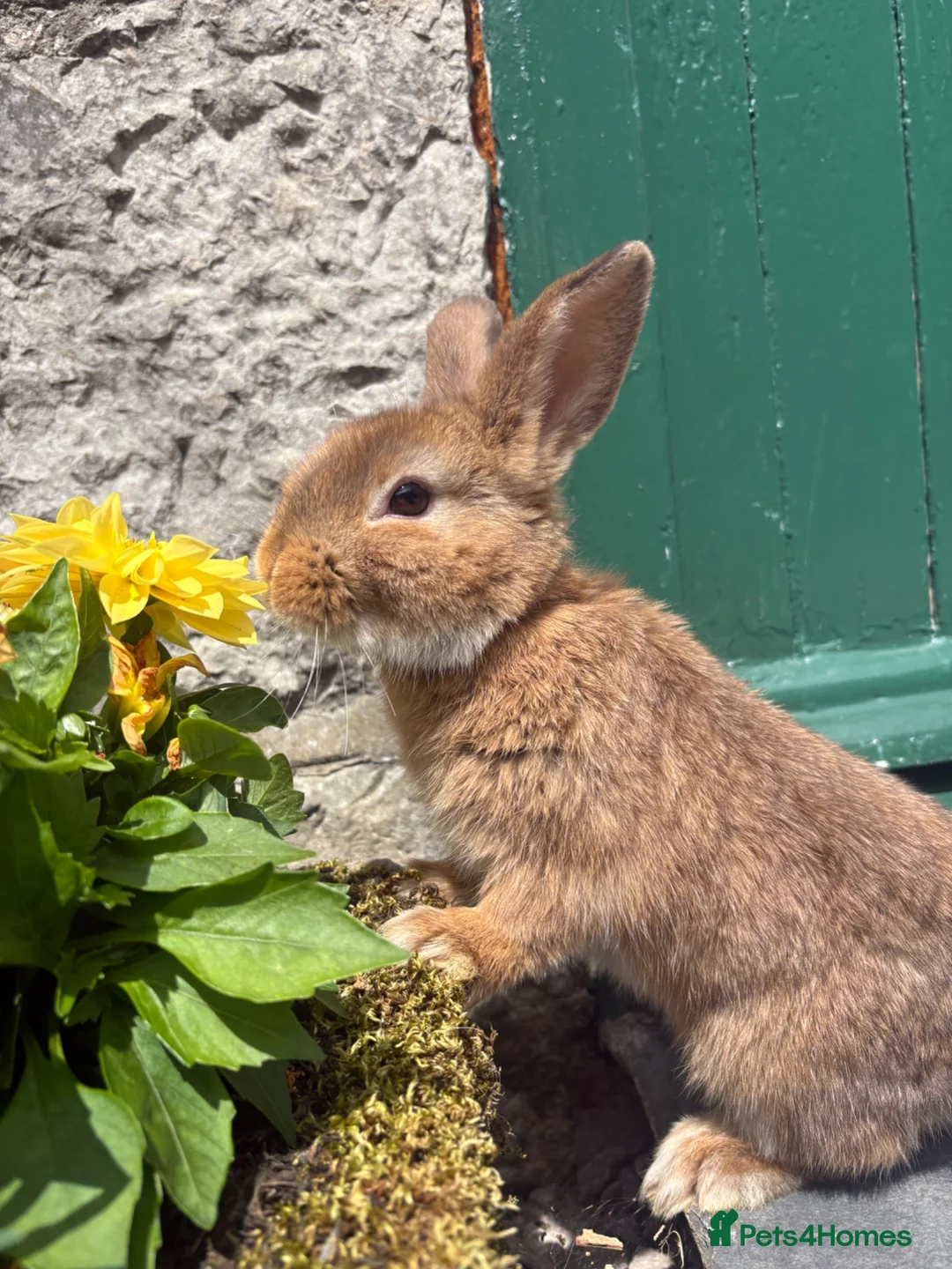 Mini Lop rabbits for sale: Beautiful mini lop cross Netherland dwarf - Advert 1