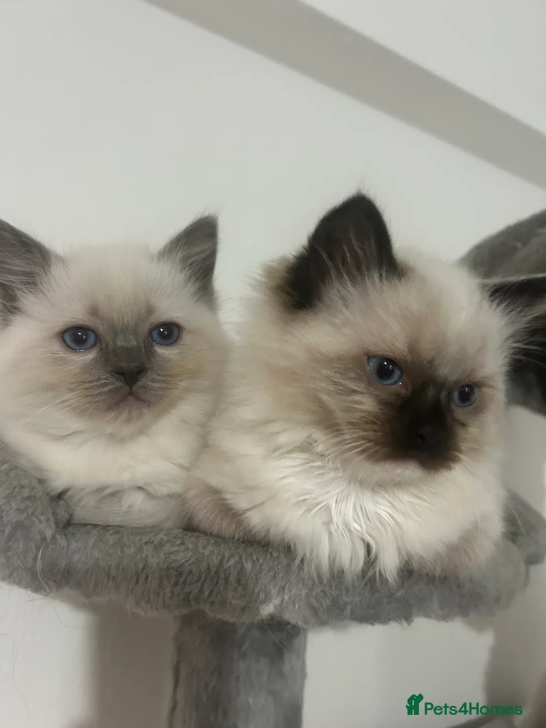 Ragdoll cats for sale: Regdoll - Advert 1