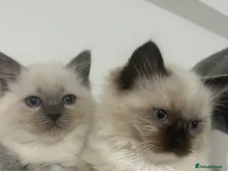 Ragdoll cats Regdoll - Advert 2