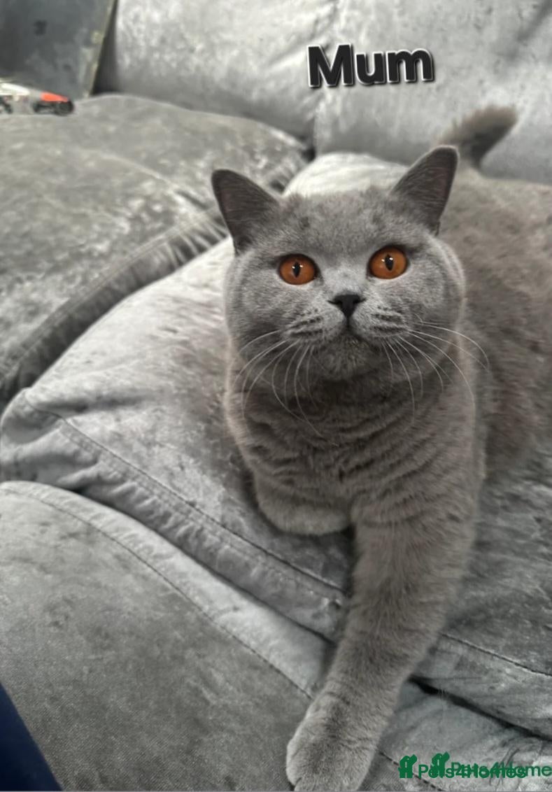 British Shorthair cats for sale: GCCF Registered Blue British Short Hairs (Active) - Advert 13