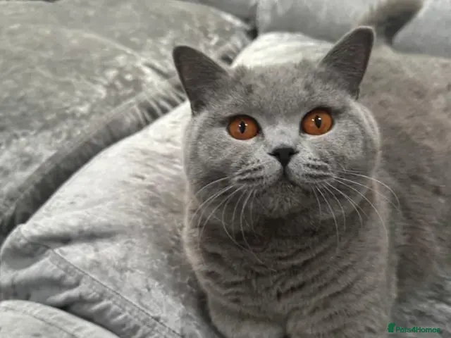 British Shorthair cats for sale: GCCF Registered Blue British Short Hairs (Active) - Advert 1