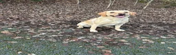 Labrador Retriever dogs for sale: Beautiful Labrador Puppies in Leeds - Advert 12