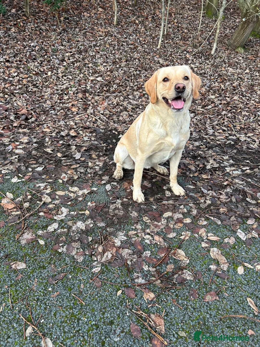 Labrador Retriever dogs for sale: Beautiful Labrador Puppies in Leeds - Advert 12