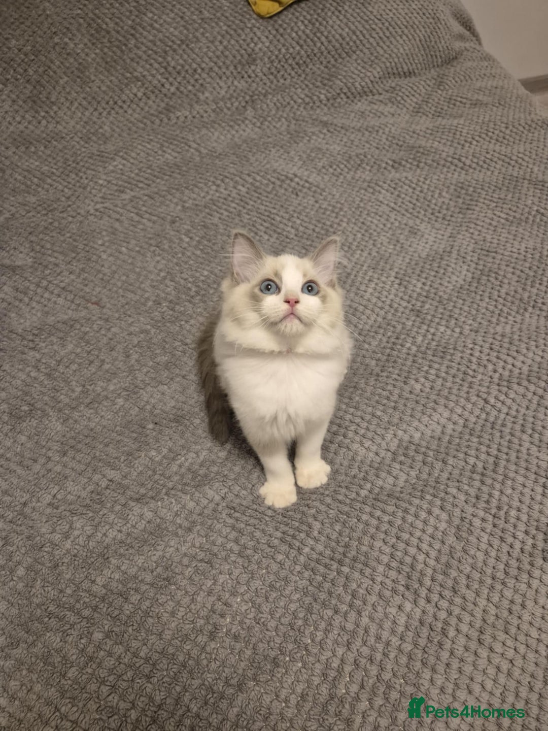 Ragdoll cats for sale: 1 Male Tica Registered Available. Ready Now - Advert 7