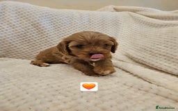 Cavapoo dogs for sale: Vet checked Cavapoo puppies F1 generation for sale - Advert 10