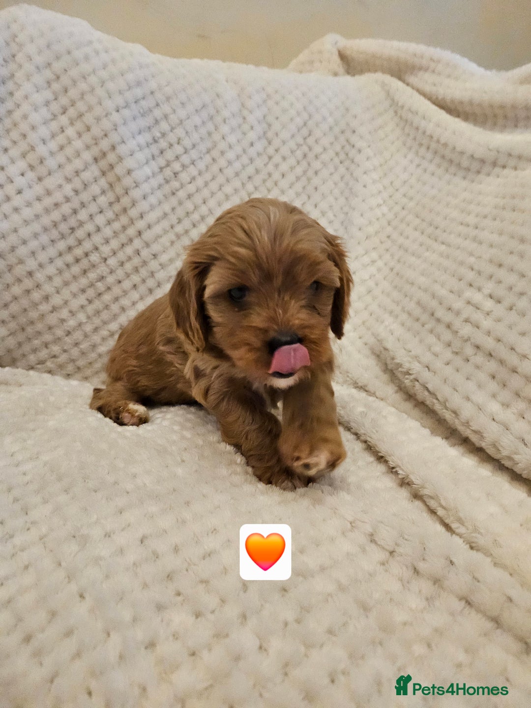 Cavapoo dogs for sale: Vet checked Cavapoo puppies F1 generation for sale - Advert 10