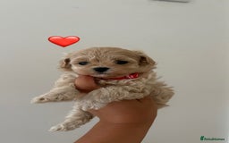 Maltipoo dogs for sale: F1 Maltipoo girl❤️ - Image 2