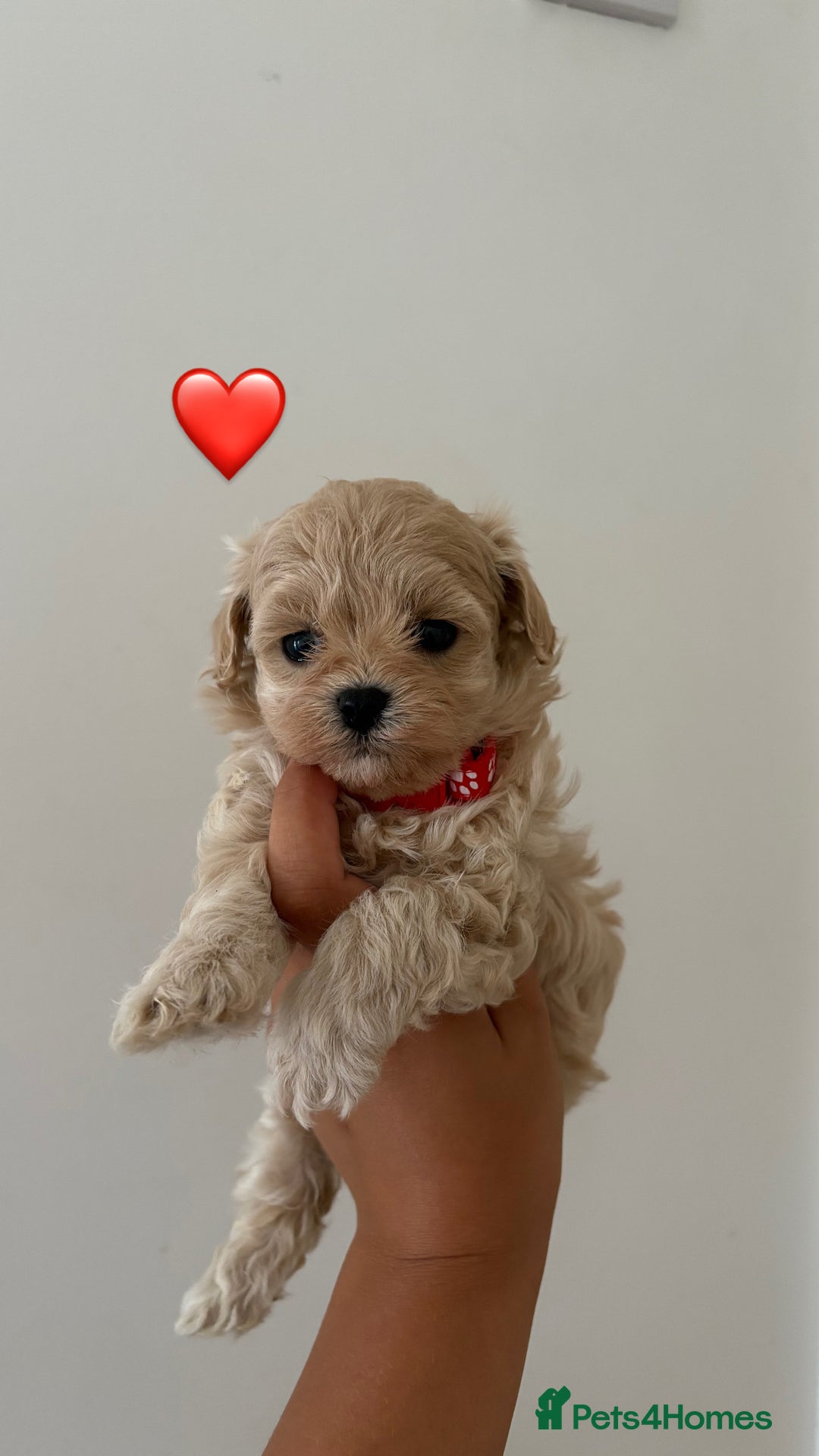 Maltipoo dogs for sale: F1 Maltipoo girl❤️ - Image 2