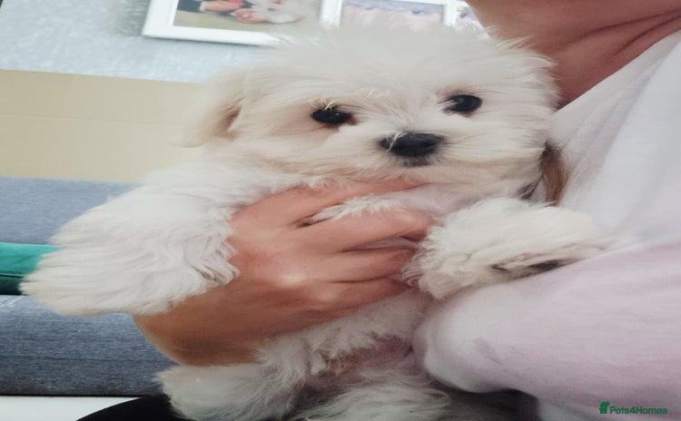 Maltese dogs - Advert 11