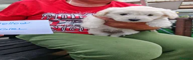Bichon Frise Puppy 3