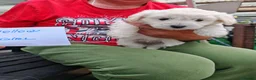 Bichon Frise dogs for sale:  6 Adorable Bichon Puppies 🐶 - Advert 5