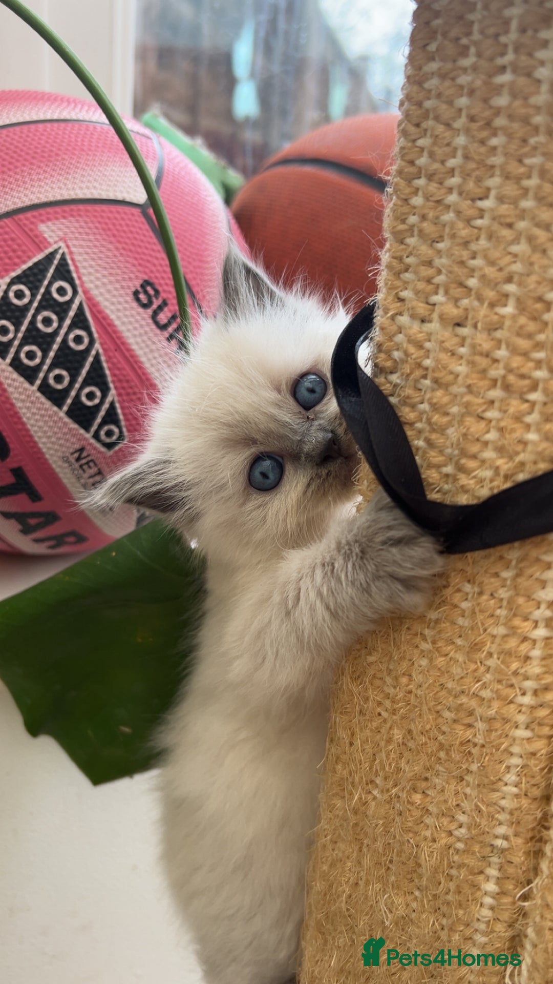 Ragdoll cats for sale: Beautiful Ragdoll Kittens ready to go!💙 - Image 25