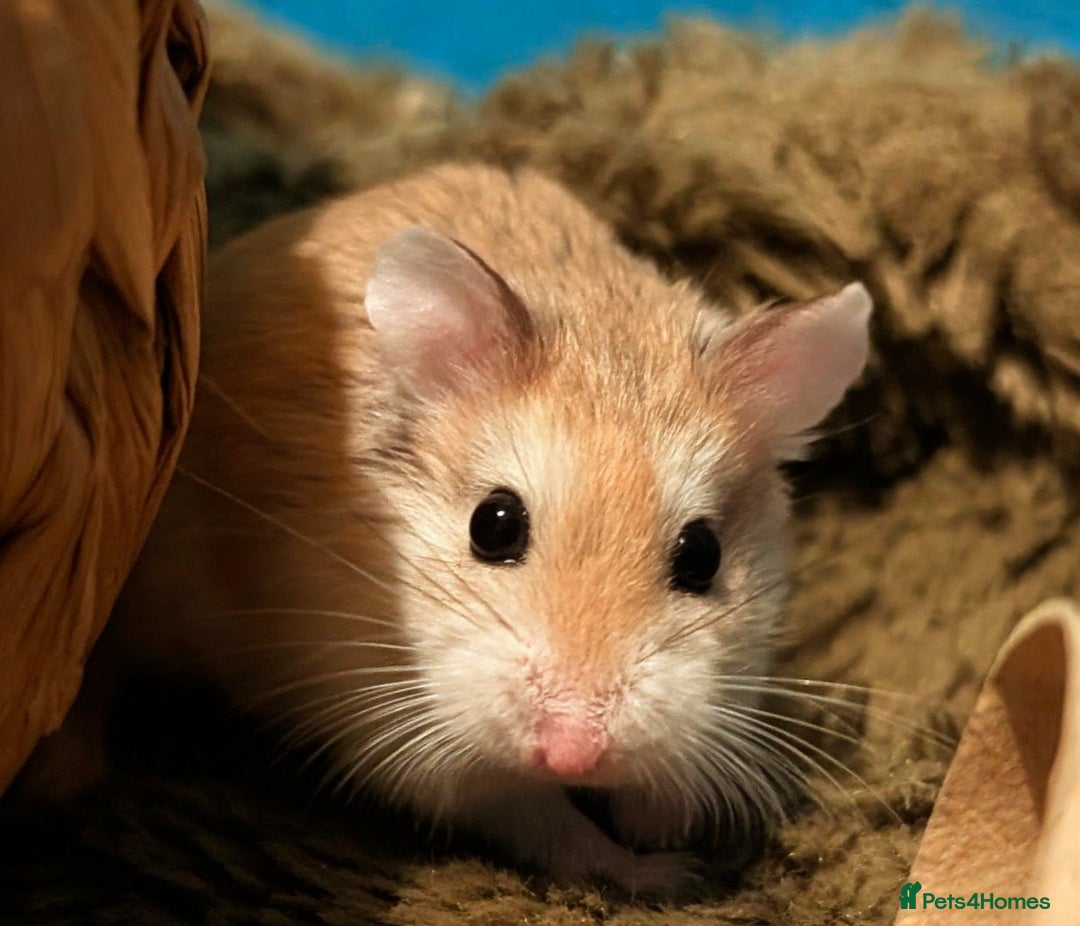 Animal Rescue Roborovski Hamster Adoption Grey Dwarf Hamster For
