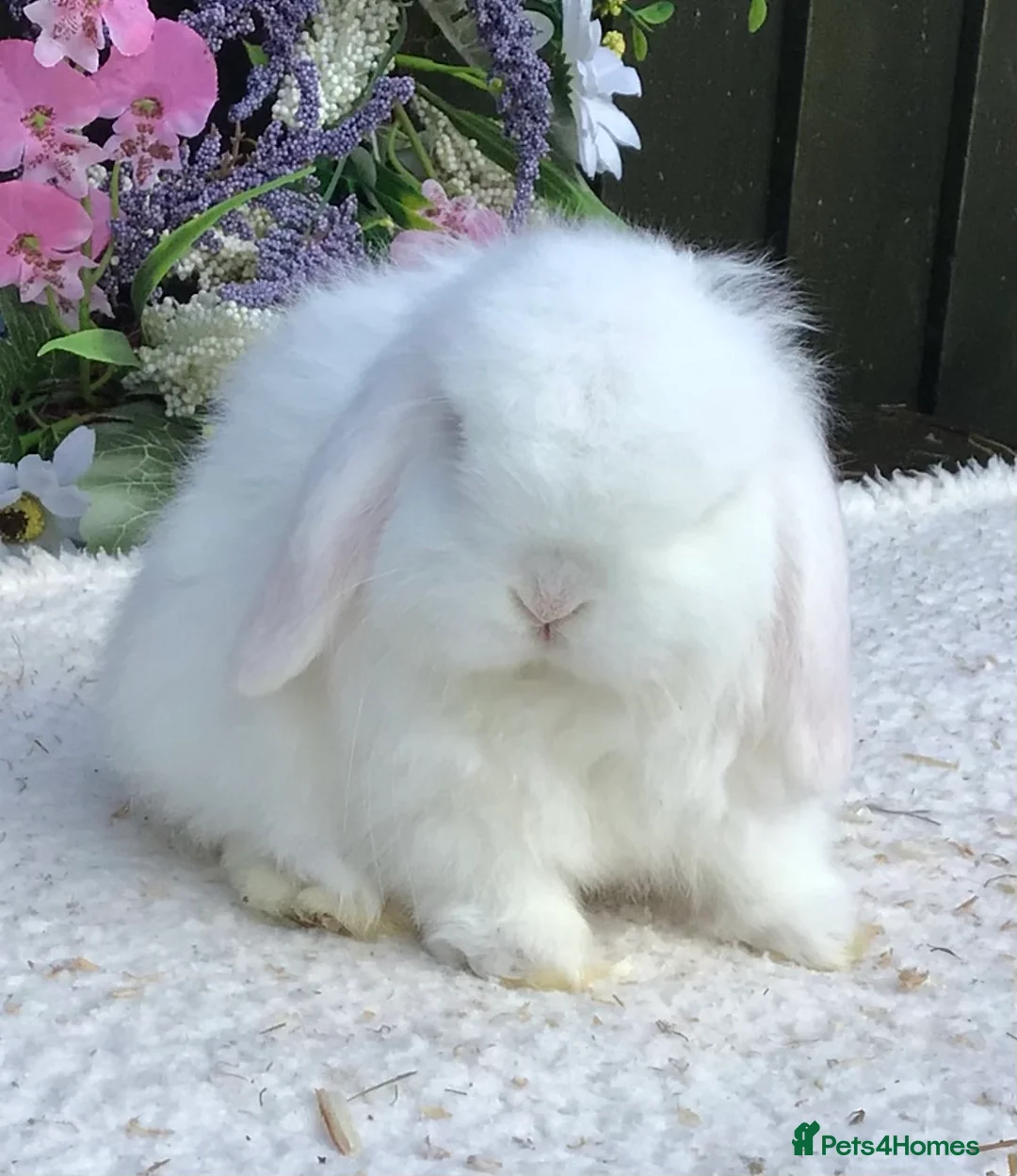 Mini Lop rabbits for sale: Mini lop buck - Advert 7