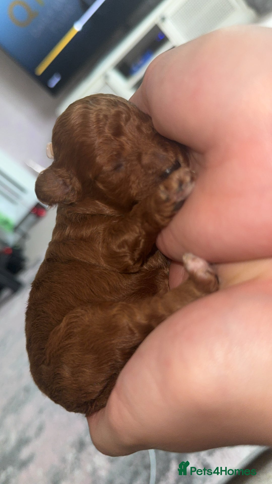 Toy Poodle dogs for sale: Toy poodles deep red. 2 - Image 7