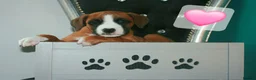 Mixed Breed dogs for sale: 7 Boxer puppys for sale  - Advert 13