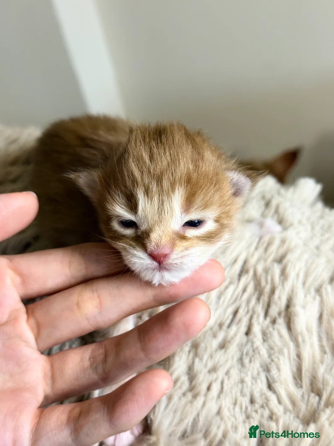 Maine Coon cats for sale: Purebred Adorable Maine Coon Kittens Available - Advert 12