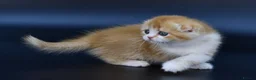 Scottish Fold cats for sale: LICENSED CATTERY PURE BREED TOP QUALITY KITTENS - Advert 17