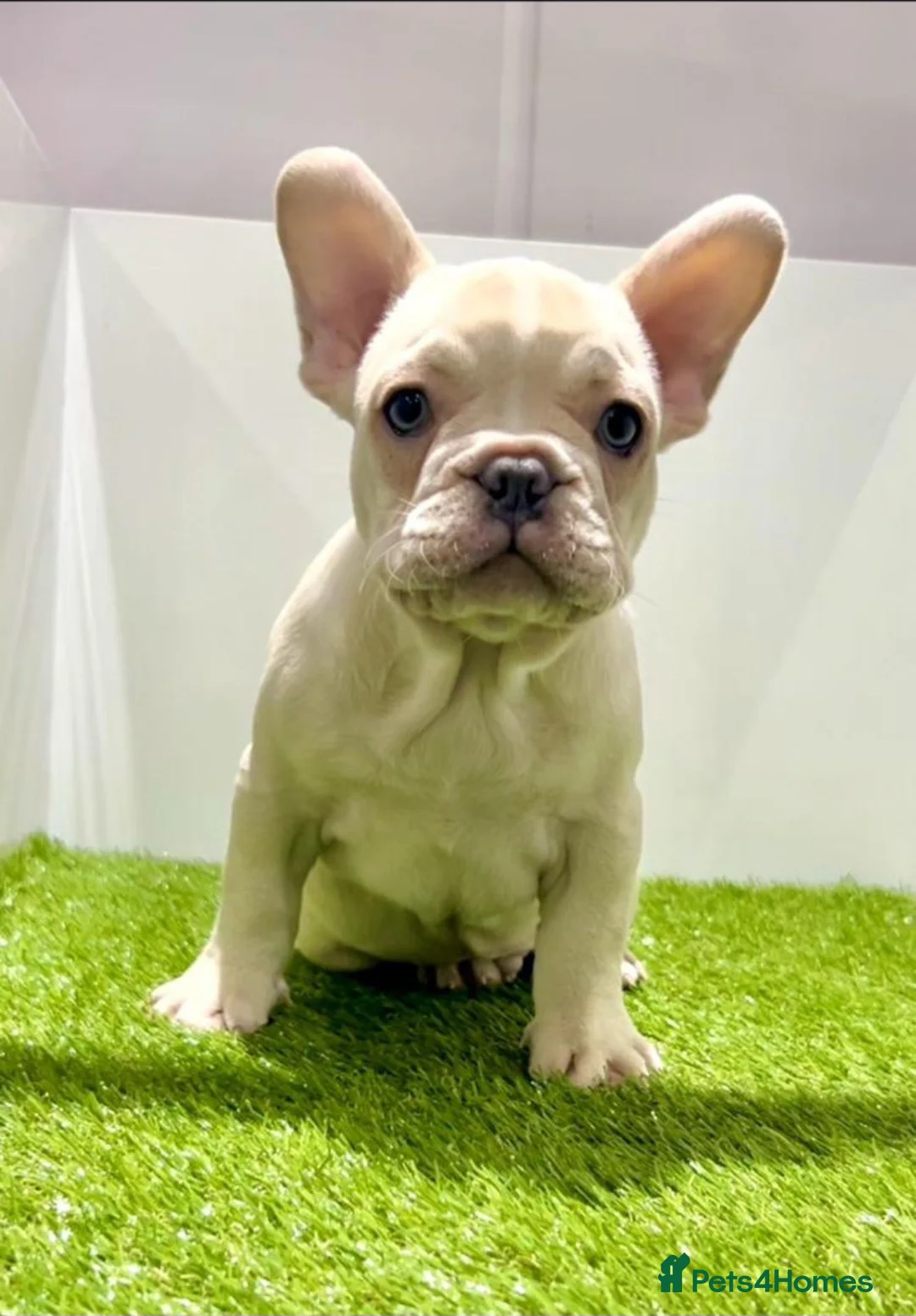 French Bulldog dogs for sale: Pedigree French Bulldog Girl 2yr. - Advert 2