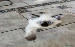 Ragdoll cats for sale: Pure breed Female seal point ragdoll kitten - Image 1