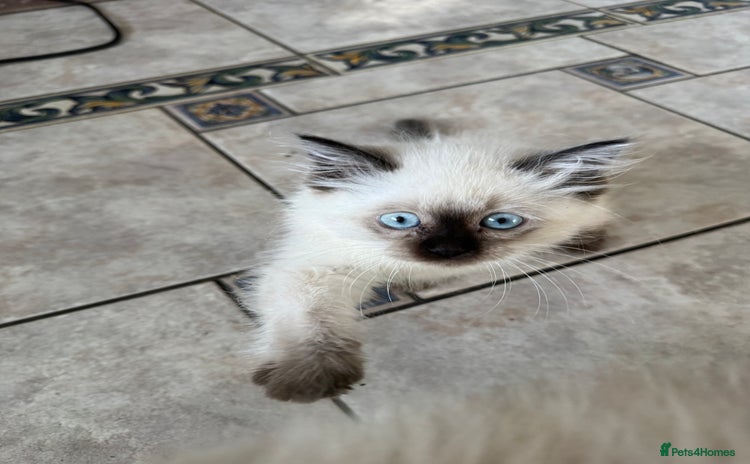 Ragdoll cats - Advert 6