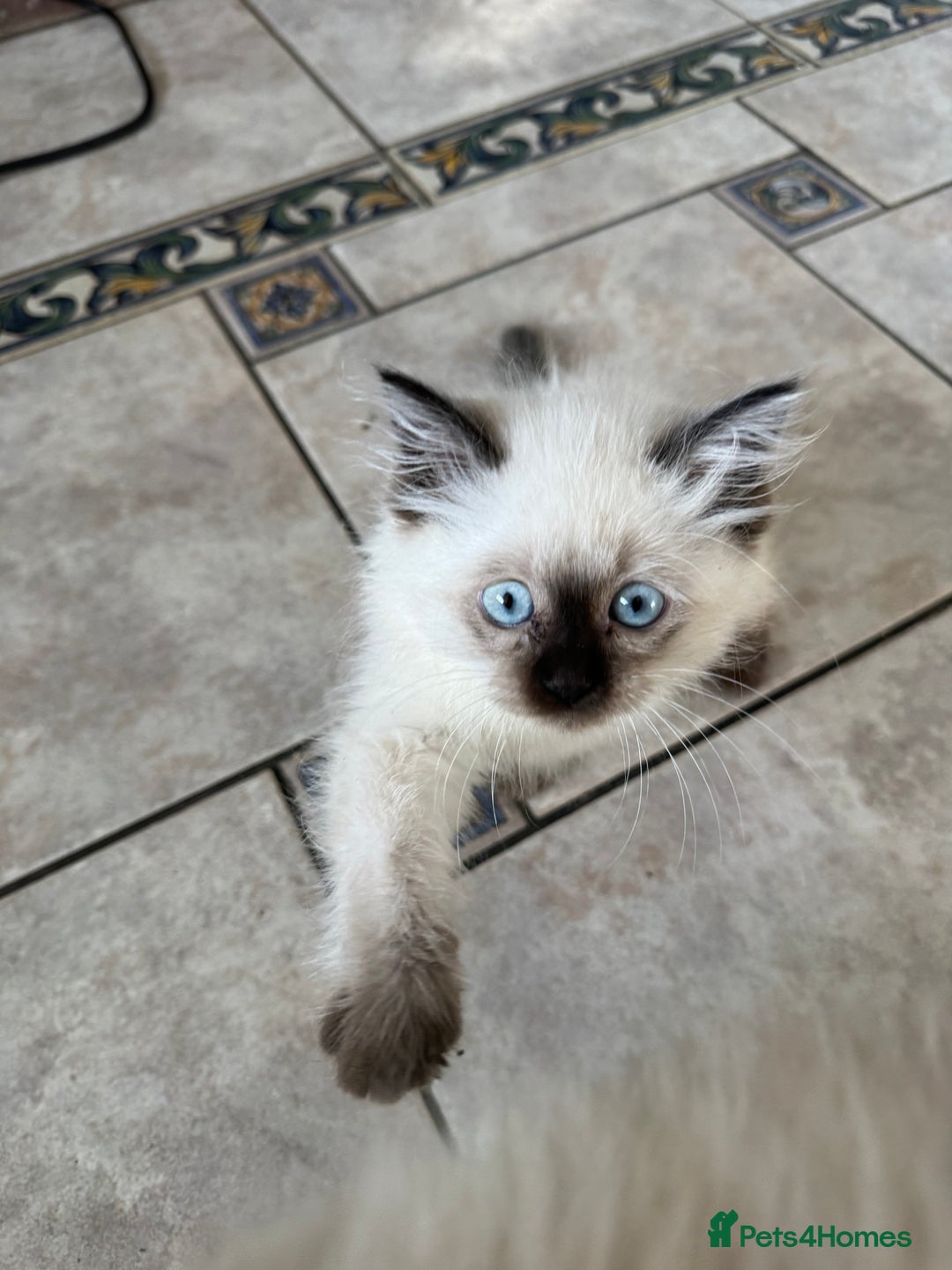 Ragdoll cats for sale: Pure breed Female seal point ragdoll kitten - Image 1