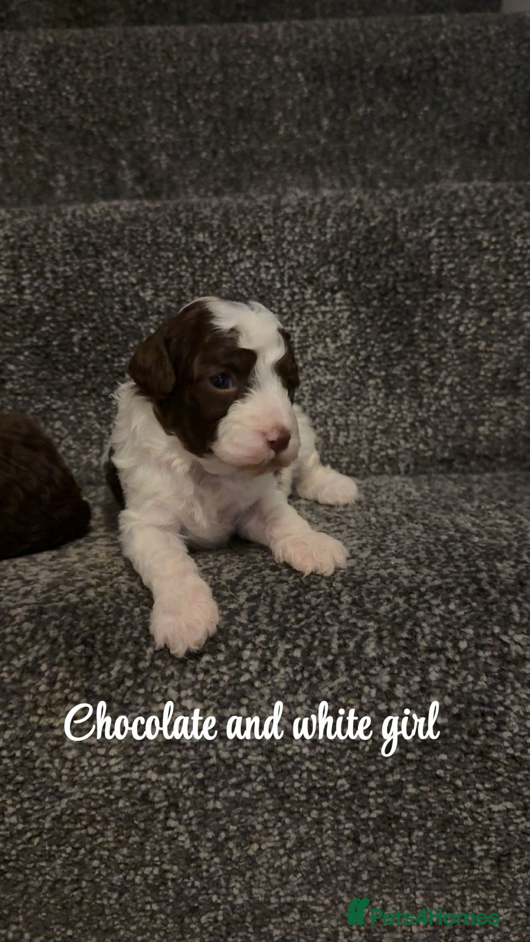 Cavapoo dogs for sale: Unusual true toy cavapoo  - Advert 2