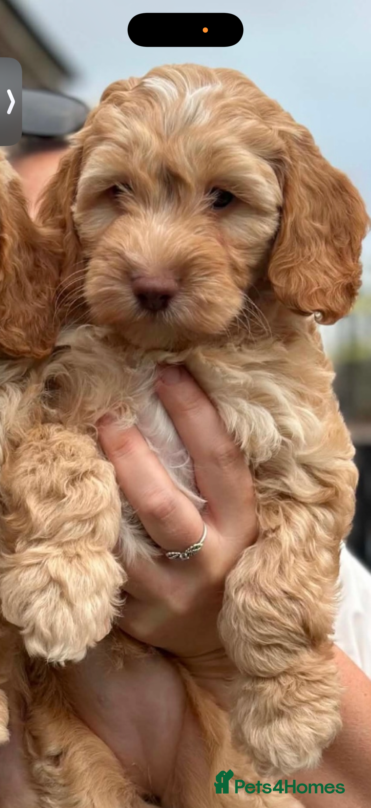 Cockapoo dogs F1 Cockerpoo Puppies - Advert 2