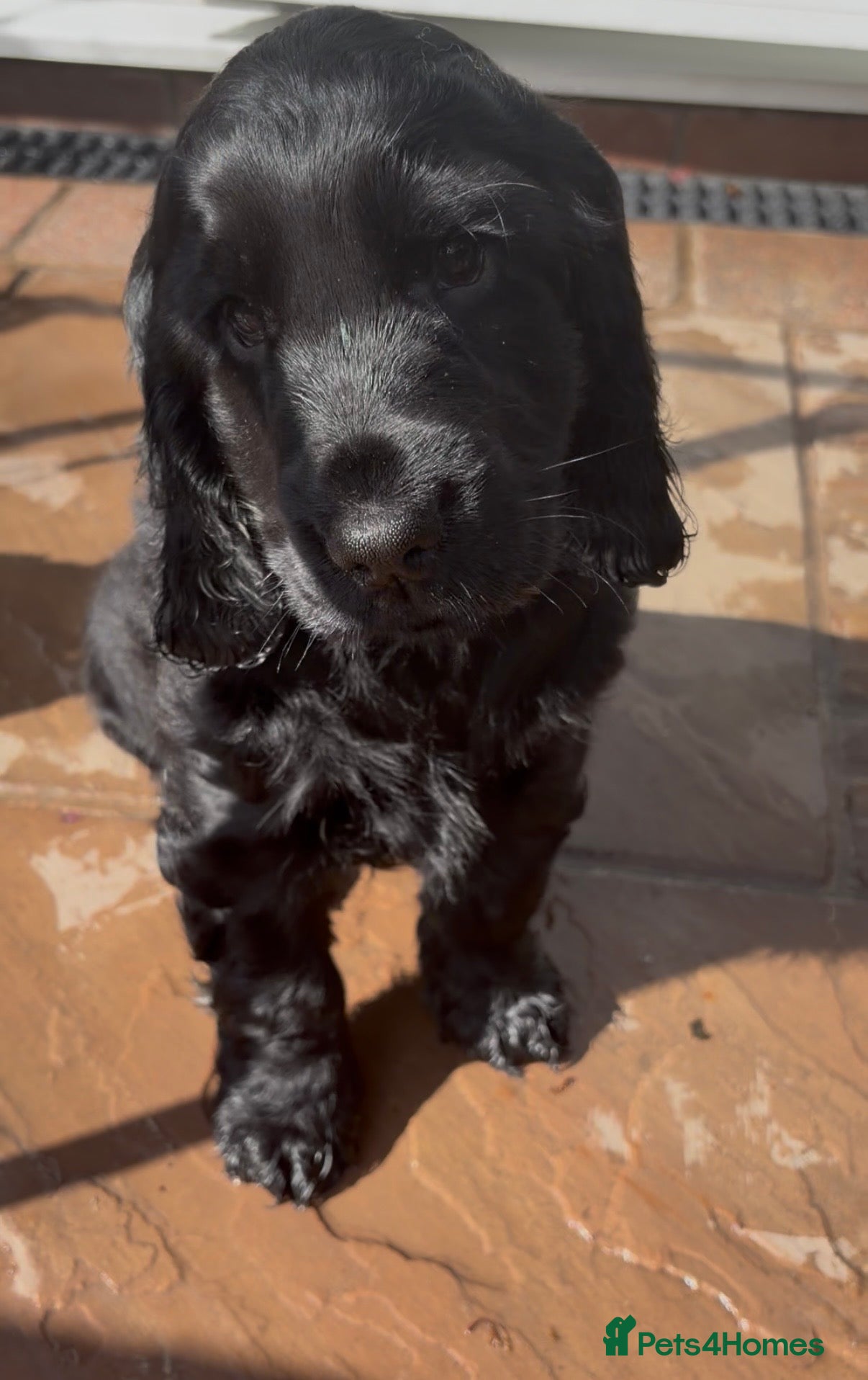 Cocker Spaniel dogs 🌟Last boy 🌟 KC Show Type Cocker Spaniel - Advert 10