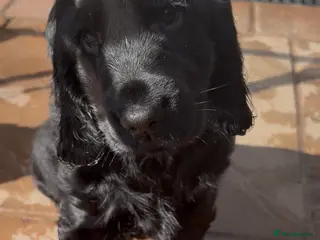 Cocker Spaniel dogs 🌟Last boy 🌟 KC Show Type Cocker Spaniel - Advert 10