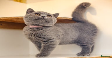 British Shorthair cats - Advert 14