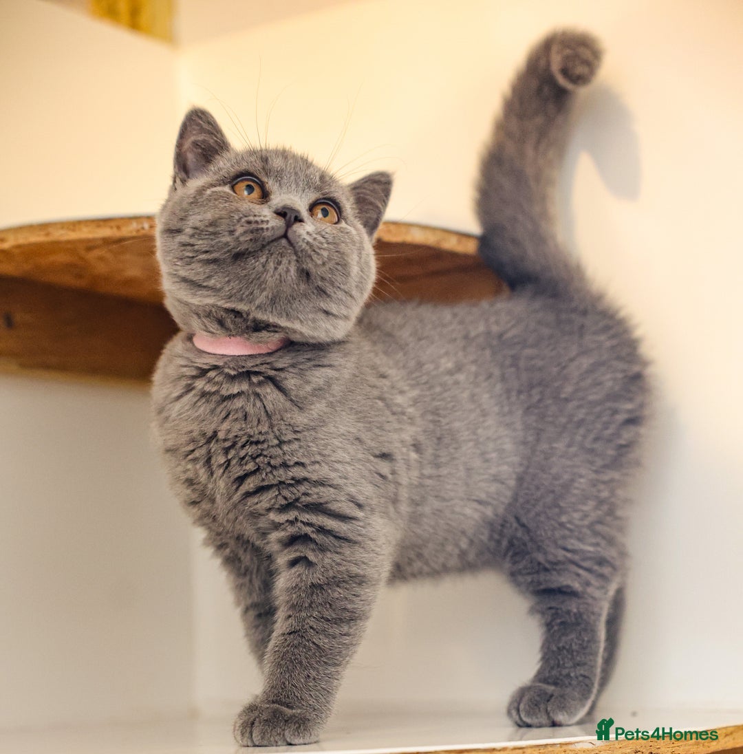 British Shorthair cats for sale:  2 British Shorthair Kittens ready now!  - Image 3