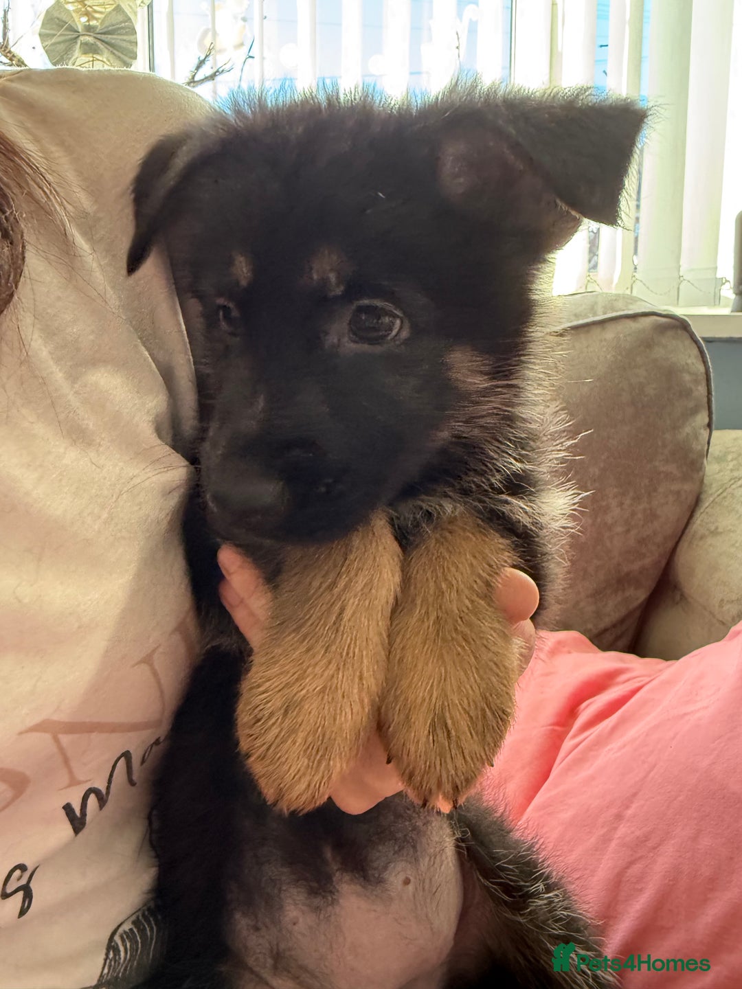 German Shepherd dogs for sale: Puppy’s for sale - Advert 5